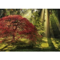 Heye 1000pc Magic Forest Guiding Light